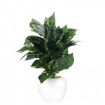 Green Artificial 45 Leaf Money Plant With White Pot